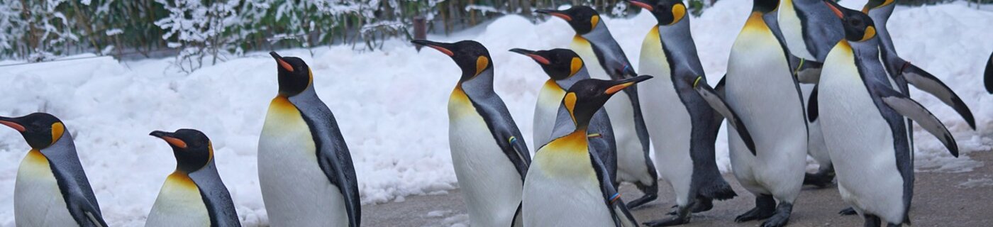 king-penguin-1154432_1280.jpg