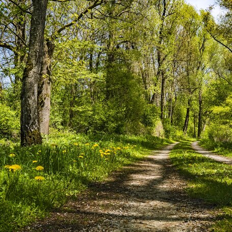 WAld.jpg