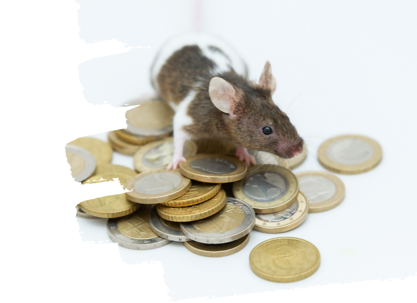 Motiv Maus auf Geld.png