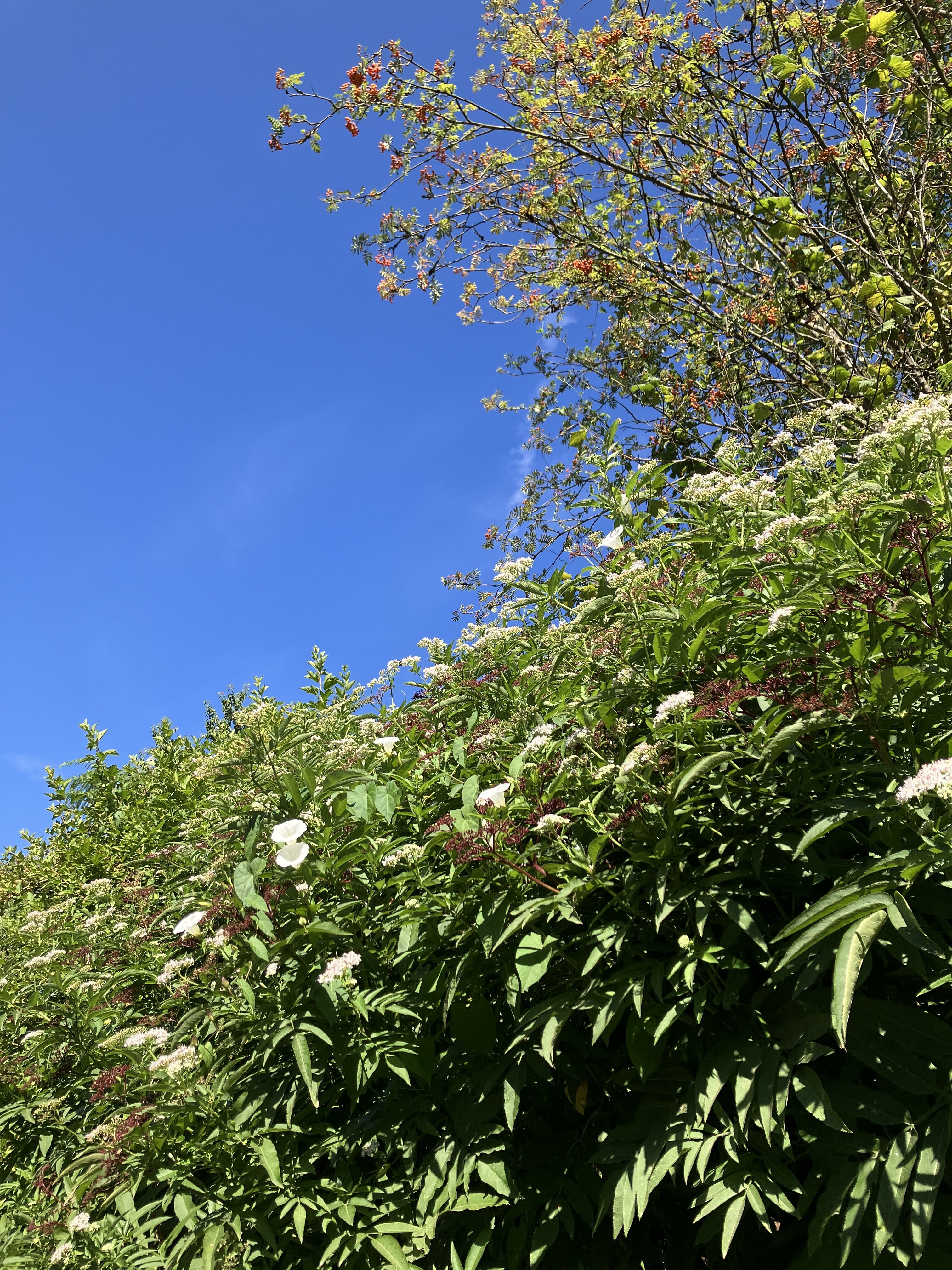 IMG_6798.jpeg