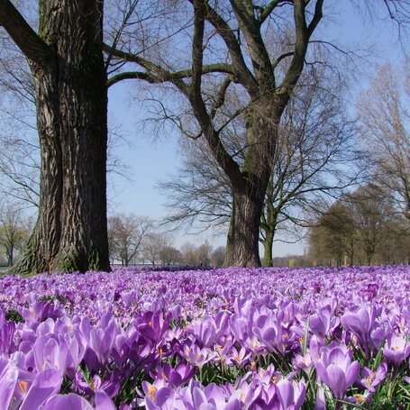 crocuses-g2da6ae48e_1920.jpg