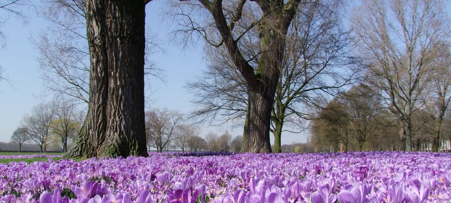 crocuses-g2da6ae48e_1920.jpg